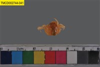 藏品(短指和尚蟹)的圖片